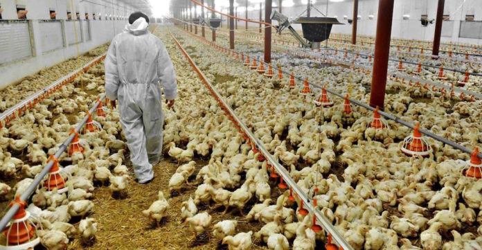 gripe aviar H5N6 - noticias ahora