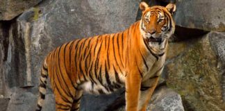 tigre dio positivo por coronavirus - noticias ahora