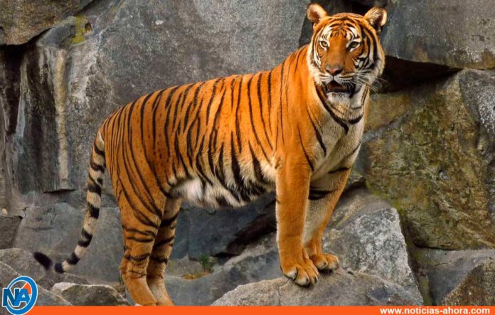 tigre dio positivo por coronavirus - noticias ahora