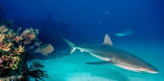 asesinato tiburón gris crías - Noticias Ahora
