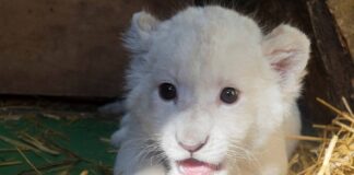 león blanco cautiverio españa - Noticias Ahora