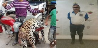 hombre mató a jaguar - noticias ahora