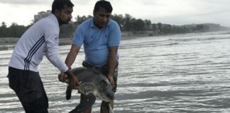 tortugas en Bangladés - noticias ahora