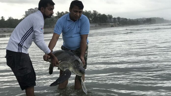 tortugas en Bangladés - noticias ahora