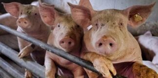 nueva variante gripe porcina - Noticias Ahora