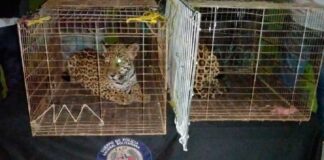 contrabando y caza de jaguar - noticias ahora