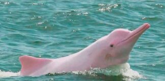 delfines rosados - noticias ahora