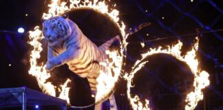 Francia animales salvajes circos - Noticias Ahora