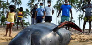 Ballenas en Sri Lanka - Noticias Ahora
