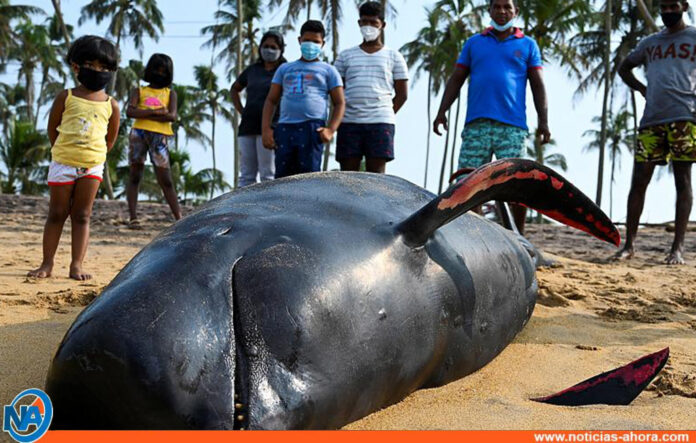 Ballenas en Sri Lanka - Noticias Ahora