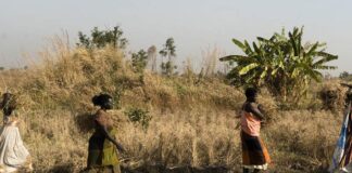 Casos de malaria en Africa subsahariana - Noticias Ahora