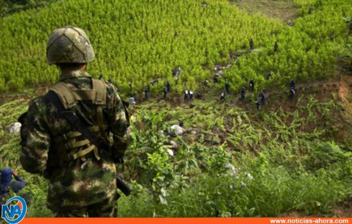 Erradicación de cocaína en Colombia - Noticias Ahora