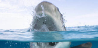 Ataque de tiburón en Florida - NA