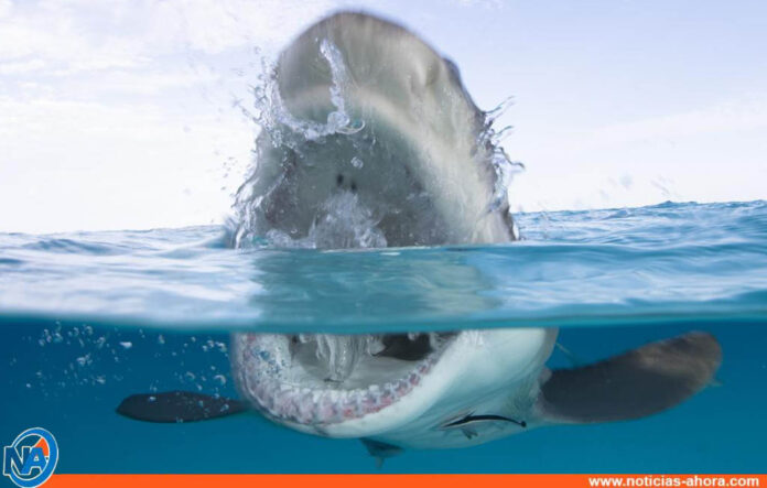 Ataque de tiburón en Florida - NA