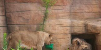 Leones en zoológico de Barcelona - Noticias Ahora