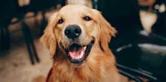 Claves que podrían evitar una enfermedad en tu perro