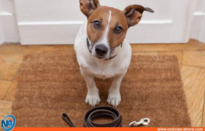 Collar inteligente para perros - Noticias Ahora