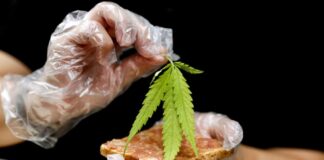 Platos con cannabis - Noticias Ahora
