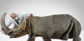 Rinoceronte de la Edad de Hielo - Noticias Ahora