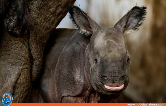 Rinoceronte indio en peligro de extinción - Noticias Ahora