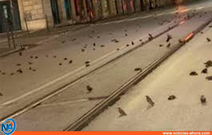 alfombra de pájaros muertos en Roma - NA