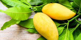Beneficios de la hoja de mango - Noticias Ahora