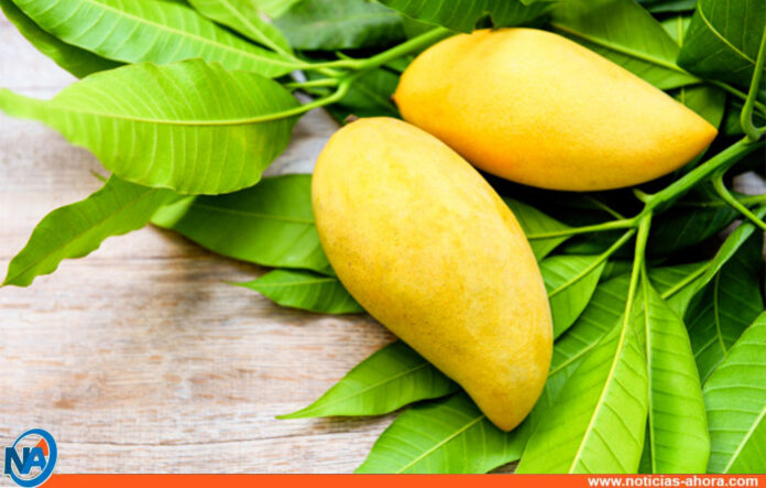 Beneficios de la hoja de mango - Noticias Ahora