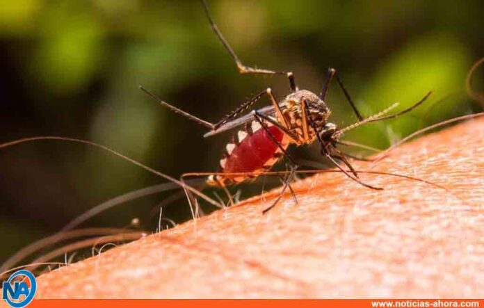 Casos de Malaria en Venezuela - NA