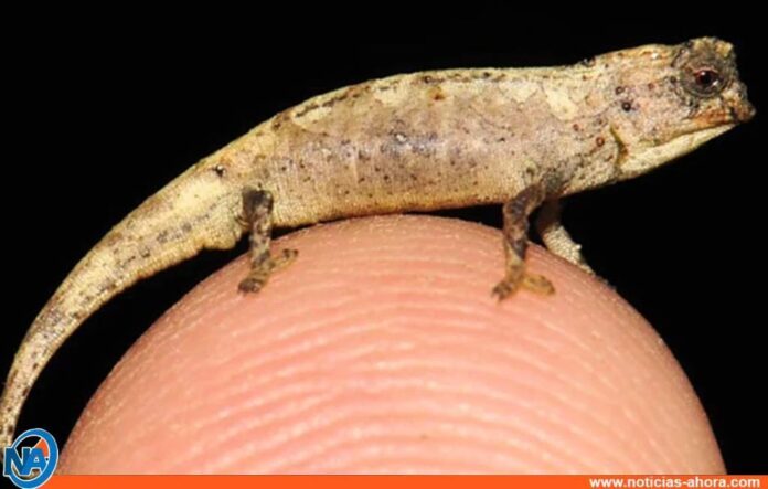El reptil mas pequeño del mundo - Noticias Ahora