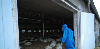 Caso gripe aviar h5n8 en Rusia - Noticias Ahora