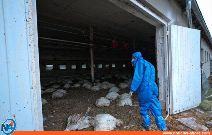 Caso gripe aviar h5n8 en Rusia - Noticias Ahora