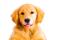 Consejos para cuidar a tu perro - Noticias Ahora