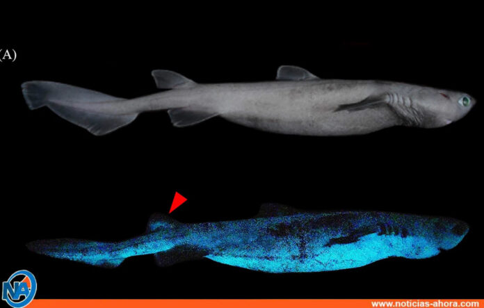 Nuevas especies de tiburones - Noticias Ahora