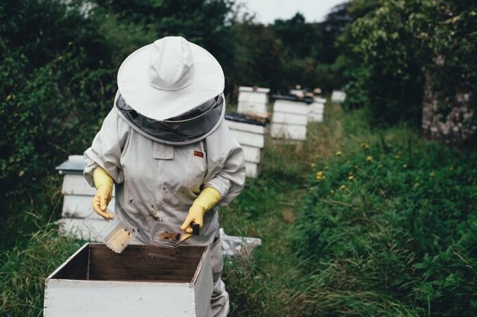 Rescate de abejas Vanguardia