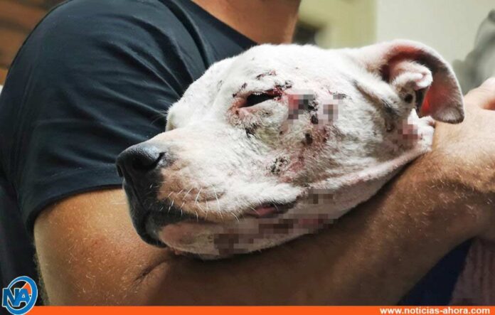 Rescatan a 42 pitbulls en Florida - Noticias Ahora