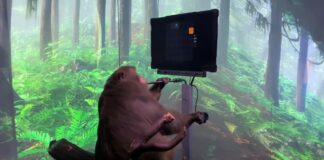 Mono juega videojuegos con la mente 