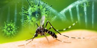 Casos de corona-dengue - Noticias ahora