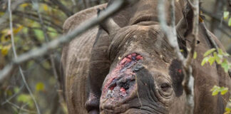 Caza de rinocerontes - Noticias Ahora