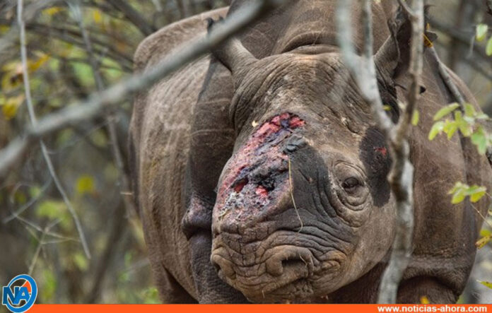 Caza de rinocerontes - Noticias Ahora