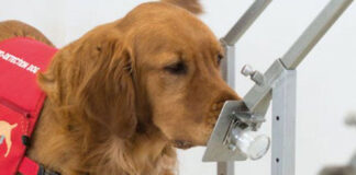Detección de COVID con perros - Noticias Ahora