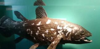 El pez celacanto - Noticias Ahora