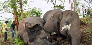 Manada de elefantes - Noticias Ahora