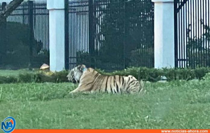 Tigre suelto en Houston - Noticias Ahora