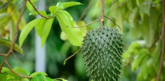Beneficios hojas de guanábana - Noticias Ahora