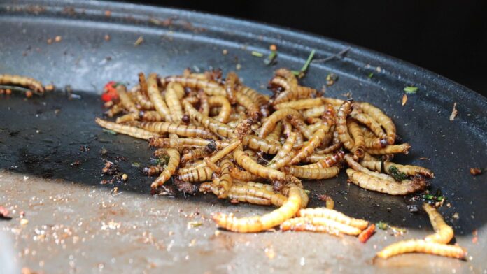 humanos del futuro tendrán que comer larvas2