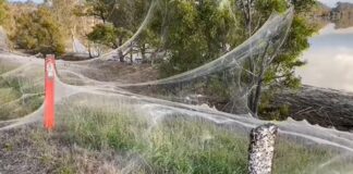 telarañas cubren territorio de Australia