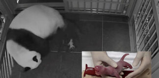 Nacen dos cachorros de panda en el zoo de Ueno - Noticias Ahora