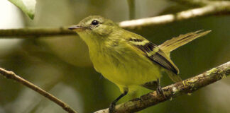 Redescubren a un raro pájaro venezolano