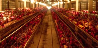 cepa H5N6 de gripe aviar en China 