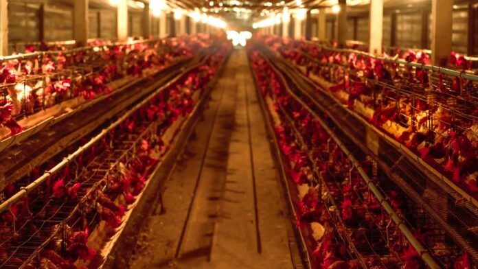 cepa H5N6 de gripe aviar en China 